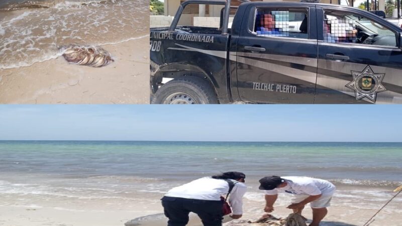 Detiene a un buzo furtivo con más de 20 kilos de pulpo “especie en veda” en Telchac Puerto