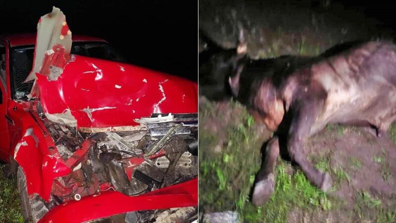 Choca y mata a un toro con su camioneta Ford Lobo cuando iba a Celestún