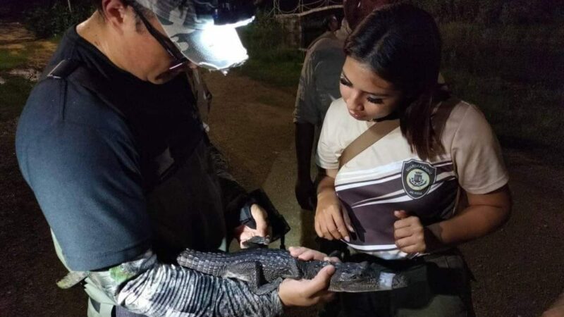 Rescatan un lagarto de pantano del Parque Ecológico del Poniente de Mérida