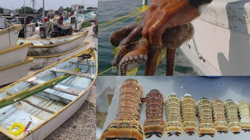 Con crisis en la captura de langosta mañana abre la temporada de captura de pulpo