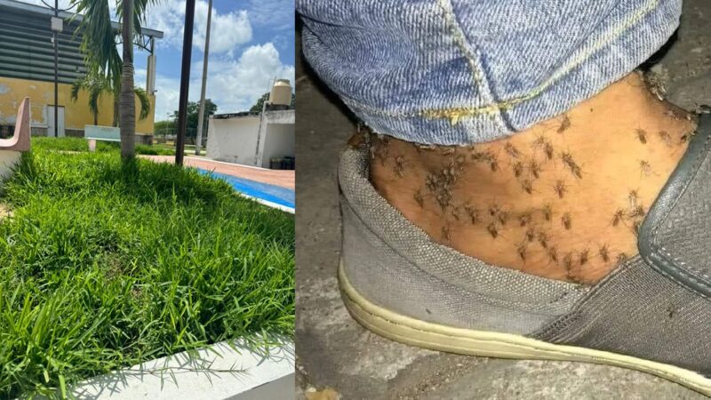 Yobaín infectado de moscos, piden al gobierno del estado mande a fumigar ante la ausencia del alcalde