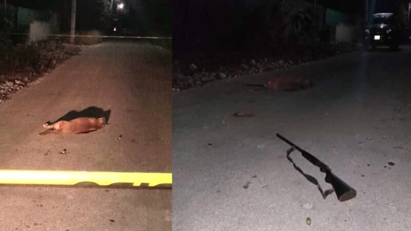 José M.P. quedó detenido por asesinar a una perrita en Dzidzantún, el seis de agosto lo vincularan a proceso