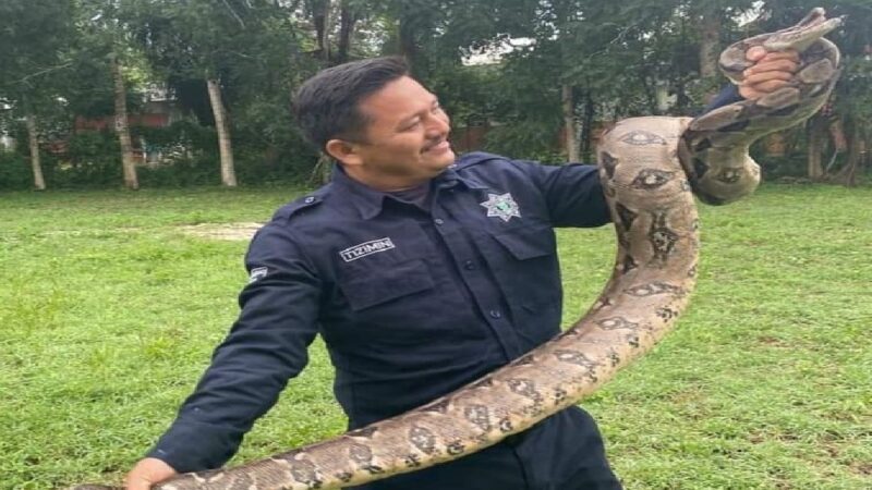 Capturan una enorme boa en un campo deportivo en Tizimín