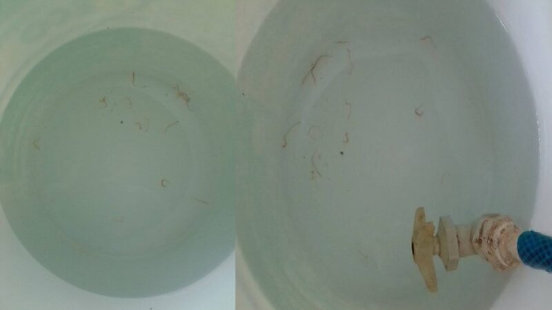 Comuna pone en riesgo la salud de los cansahcabeños, salen gusanos del agua potable de Cansahcab