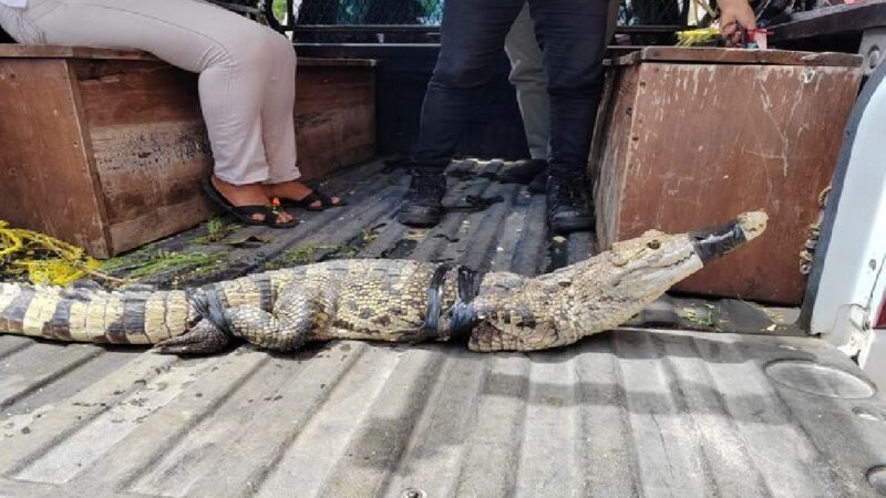 Capturan un lagarto en el fraccionamiento la Herradura en Motul