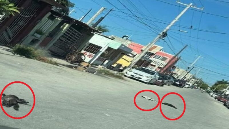 Un desalmado mata a varios gatos envenenados en Puerto Progreso