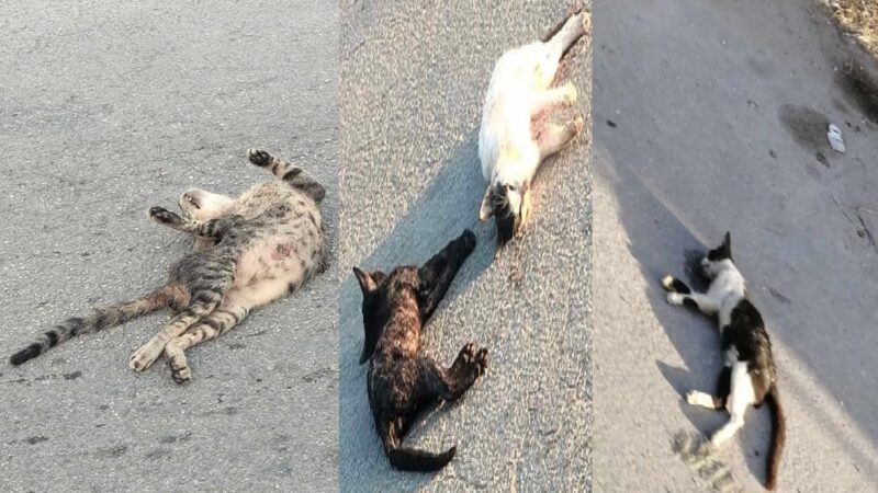 Aparece otra tanda de gatos envenenados en calles al oriente de Progreso