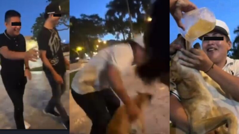 Pagarán caro hacer beber cerveza a “Goliat”, la mascota de la Comuna de Dzidzantún