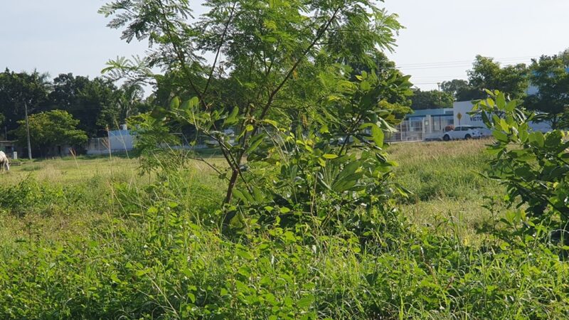 Si gobernabilidad, campos abandonados y cubiertos de maleza en Cansahcab