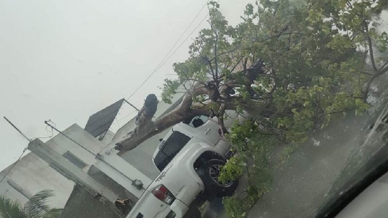 Un enorme árbol cae sobre una camioneta en Chicxulub Puerto