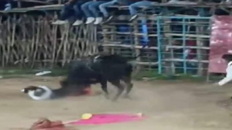 Cornean a un torero y lo dejan herido de gravedad en la feria de Hoctún