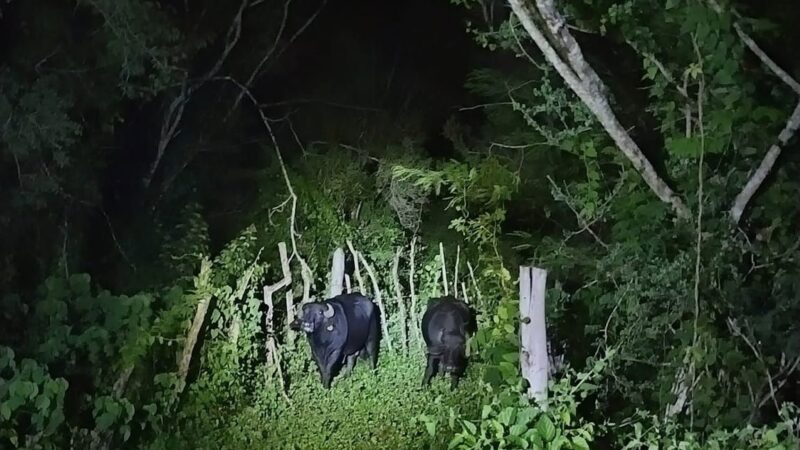 Agentes policiacos rescatan a dos búfalos en vía federal Conkal-Yaxkukul