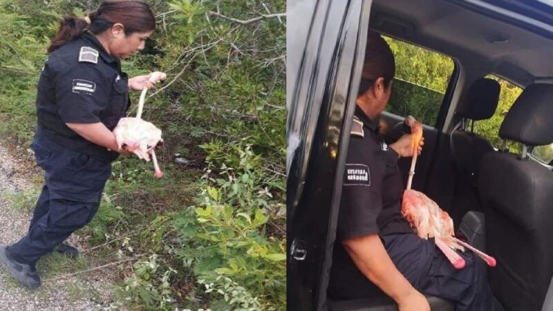 Policía municipal rescata un flamenco herido en la carretera costera Dzemul- Telchac Puerto