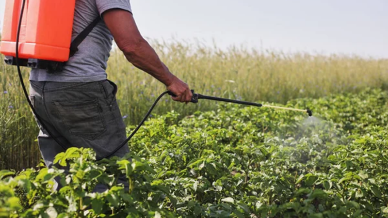 El Congreso prohibirá el uso de pesticidas altamente tóxicos en Yucatán