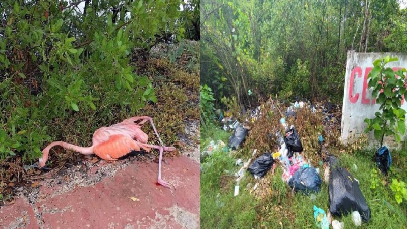 Muere electrocutado un Flamenco Rosa y el ayuntamiento de San Felipe cobrara multa a quien tire basura