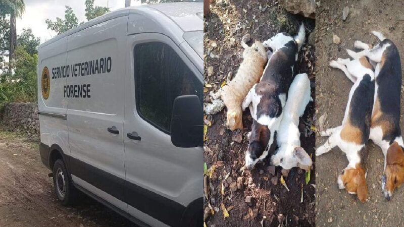 Fiscalía investiga el envenenamiento masivo de perros y gatos en Ixil