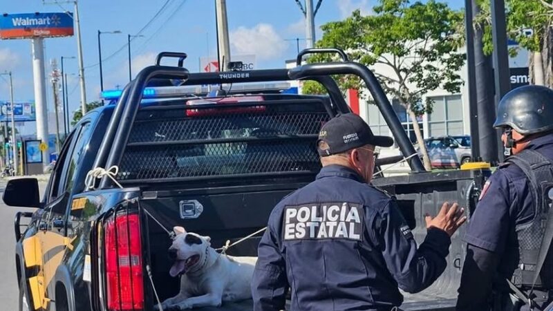 Un perro Bull Terrier ataca y lesiona a una estudiante en un paradero de autobús