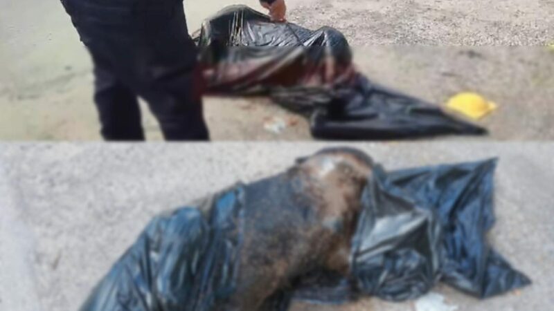 Cadáver embolsado era un animal y no un cuerpo Humano, dice la SSP