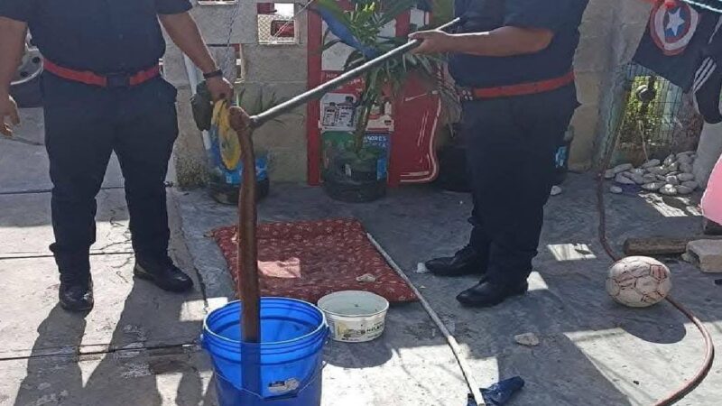 Un perro pitbull salva a dos niños de ser mordidos por una serpiente “Ekuneil” en Mérida