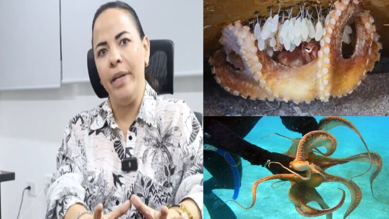 Lechitas y Lila premian a buzos furtivos ampliando 15 días mas la captura de pulpo