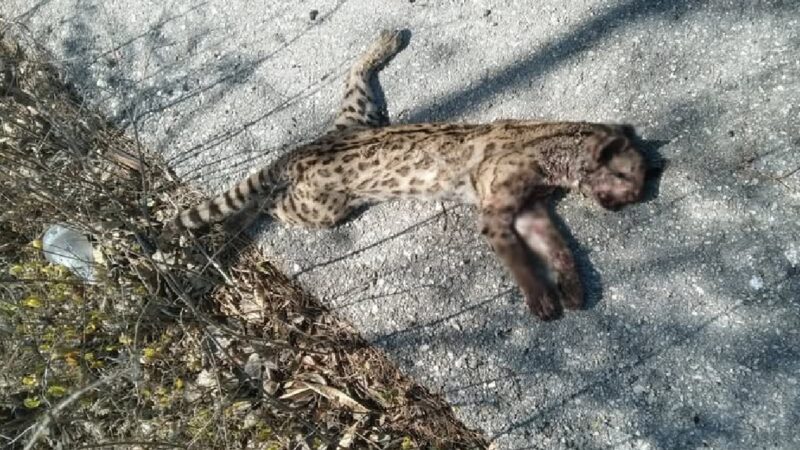 Hallan sin vida a un Tigrillo en una avenida en el fraccionamiento Gran Santa Fé