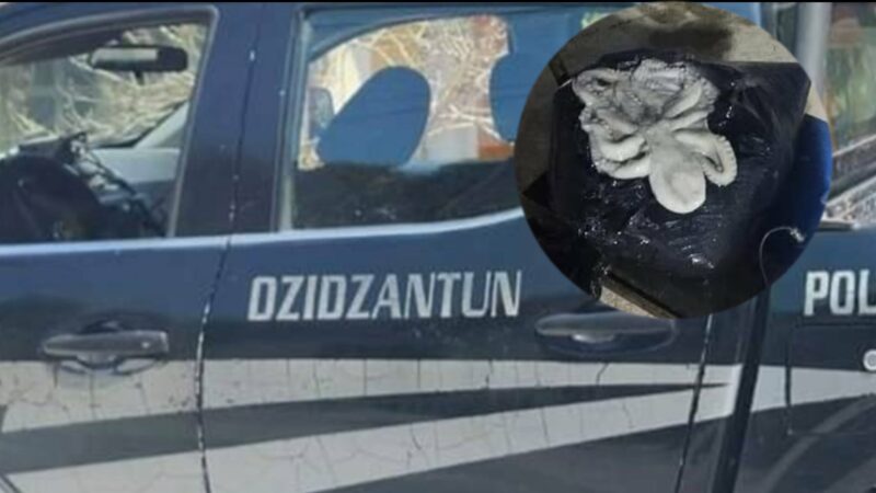 Aseguran pulpo y caracol blanco especien en veda en Santa Clara: hay un buzo furtivo detenido