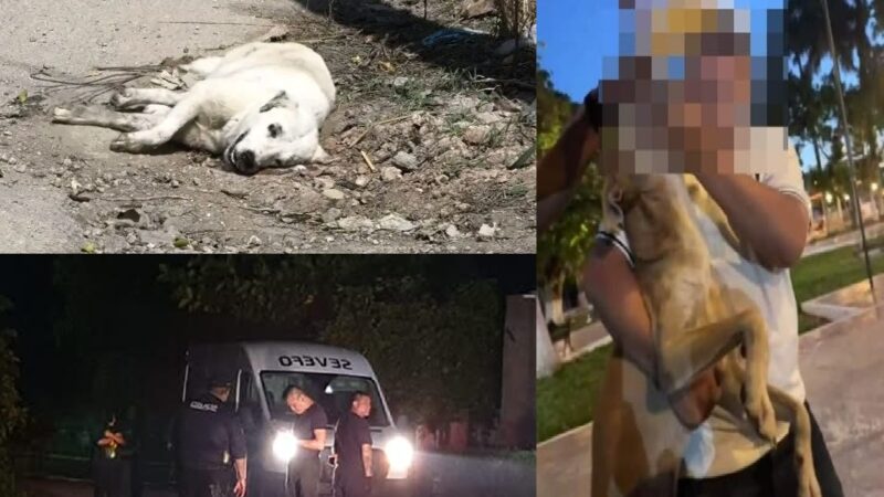 De robos y atracos ahora envenenan perros en colonias de Dzidzantún