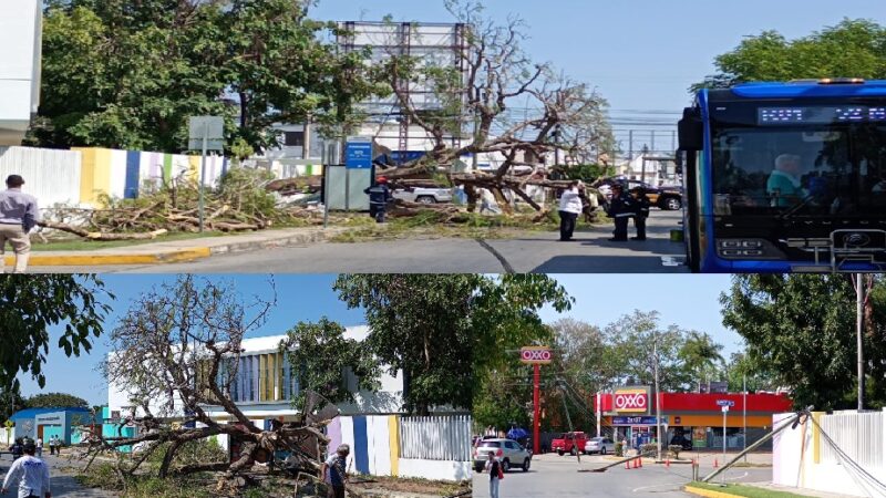 Cae un árbol de flamboyán del Cumbres, derriba cables, poste y daña un Va y Ven
