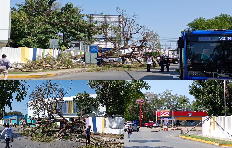 Cae un árbol de flamboyán del Cumbres, derriba cables, poste y daña un Va y Ven