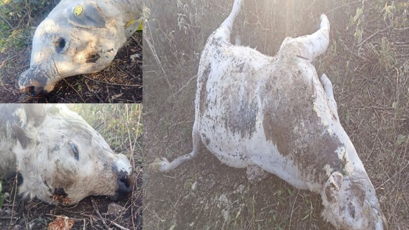 De un balazo en la cabeza cazadores furtivos matan ganados en ranchos de Panabá