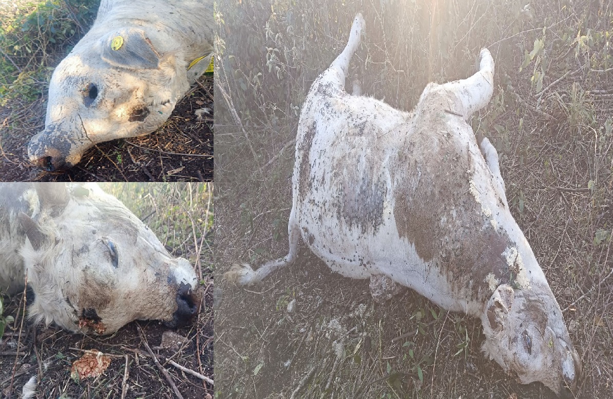 De un balazo en la cabeza cazadores furtivos matan ganados en ranchos de Panabá