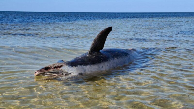 Hallan a un delfín muerto entre las playas de Santa Clara y Chabihau
