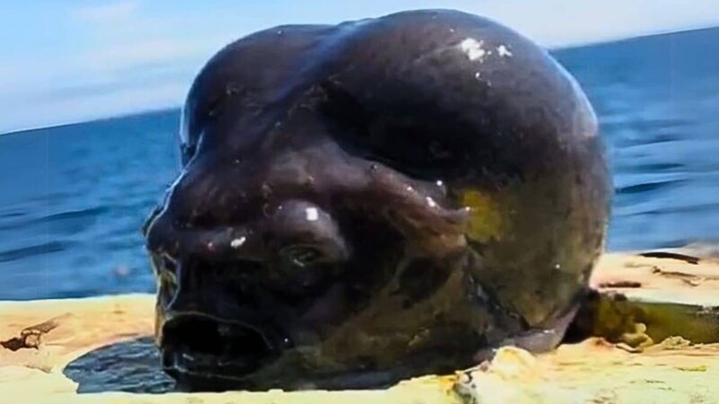 Hallan otro pez de las profundidades marinas: El “Llumpo Liso” vive en las zonas abisales