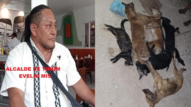 Como Poncio Pilato, el alcalde Evelio Mis se lava las manos en avenamiento de perros en Pisté