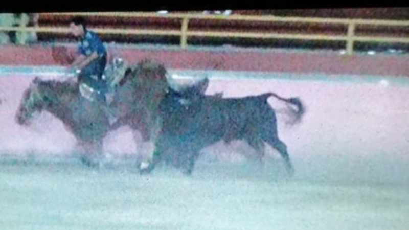 Matan destripado a un caballo en la Plaza de Toros San Miguel en Seyé
