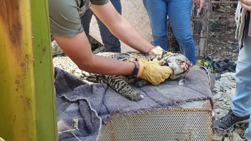 Atrapan un tigrillo en X-Bec comisaria de Buctzotz: Estaba atrapado dentro de un gallinero