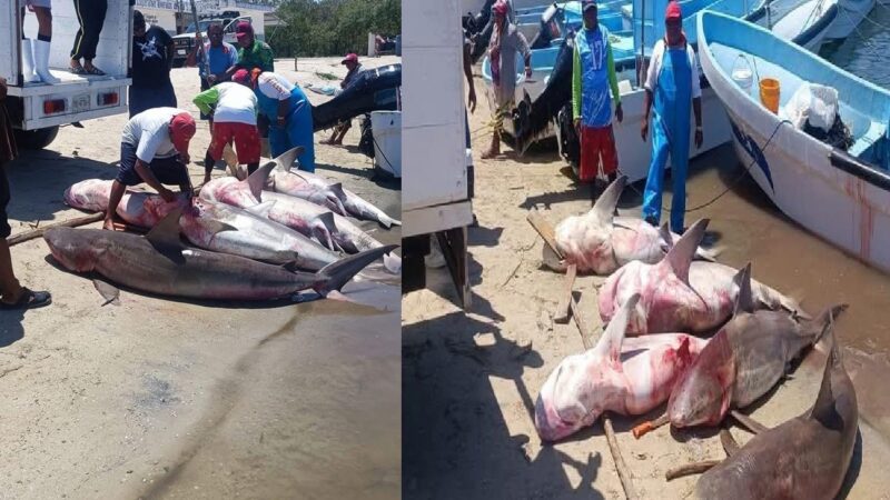 Pescadores capturan cinco tiburones toro en el puerto de Sisal