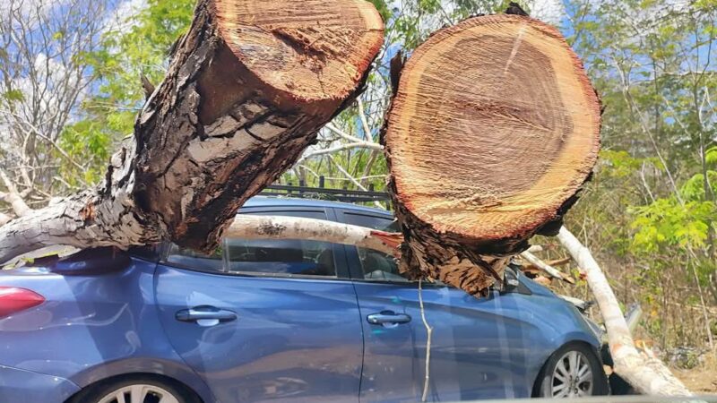 Se salvó de morir aplastado por un árbol mientras circulaba en la vía Holcá-Sotuta