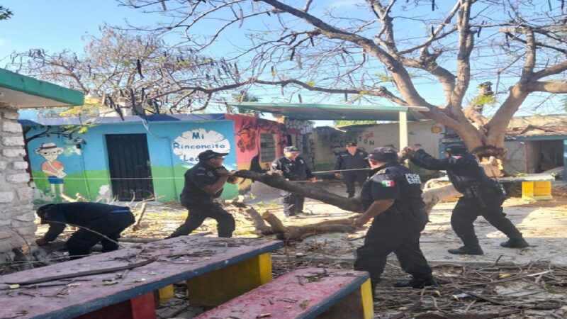 Regresan a clases y les cae un enorme árbol en una primaria de Mérida
