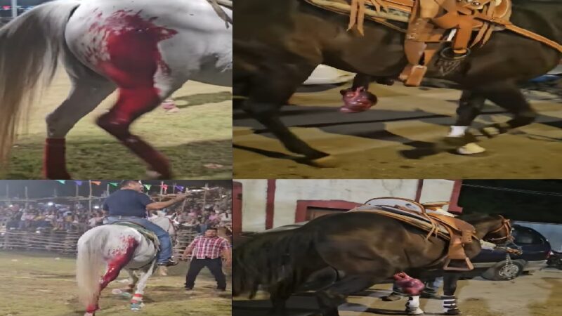 Con sangre y caballos destripados teyenses honran a sus santos San Bernabé y San Bernardino