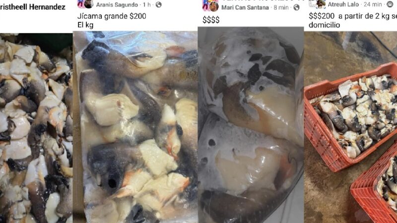 Venden en redes sociales de Progreso Caracol Blanco, especie protegida y en veda permanente