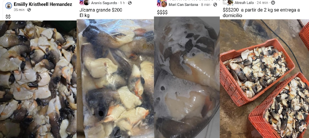 Venden en redes sociales de Progreso Caracol Blanco, especie protegida y en veda permanente