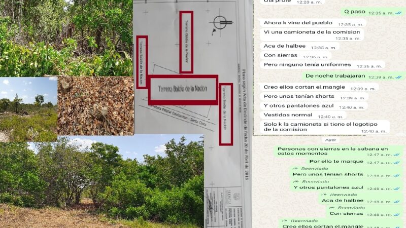 Deforestan manglares en Santa Clara: La comuna de Dzidzantún calla el ecocidio