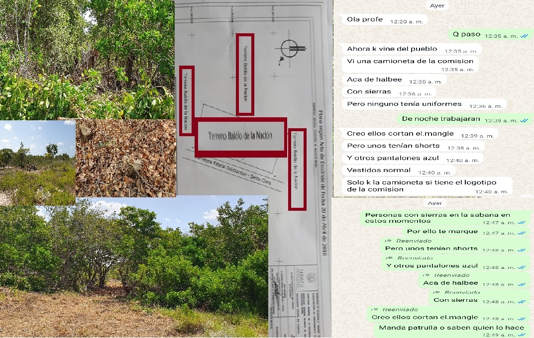 Deforestan manglares en Santa Clara: La comuna de Dzidzantún calla el ecocidio