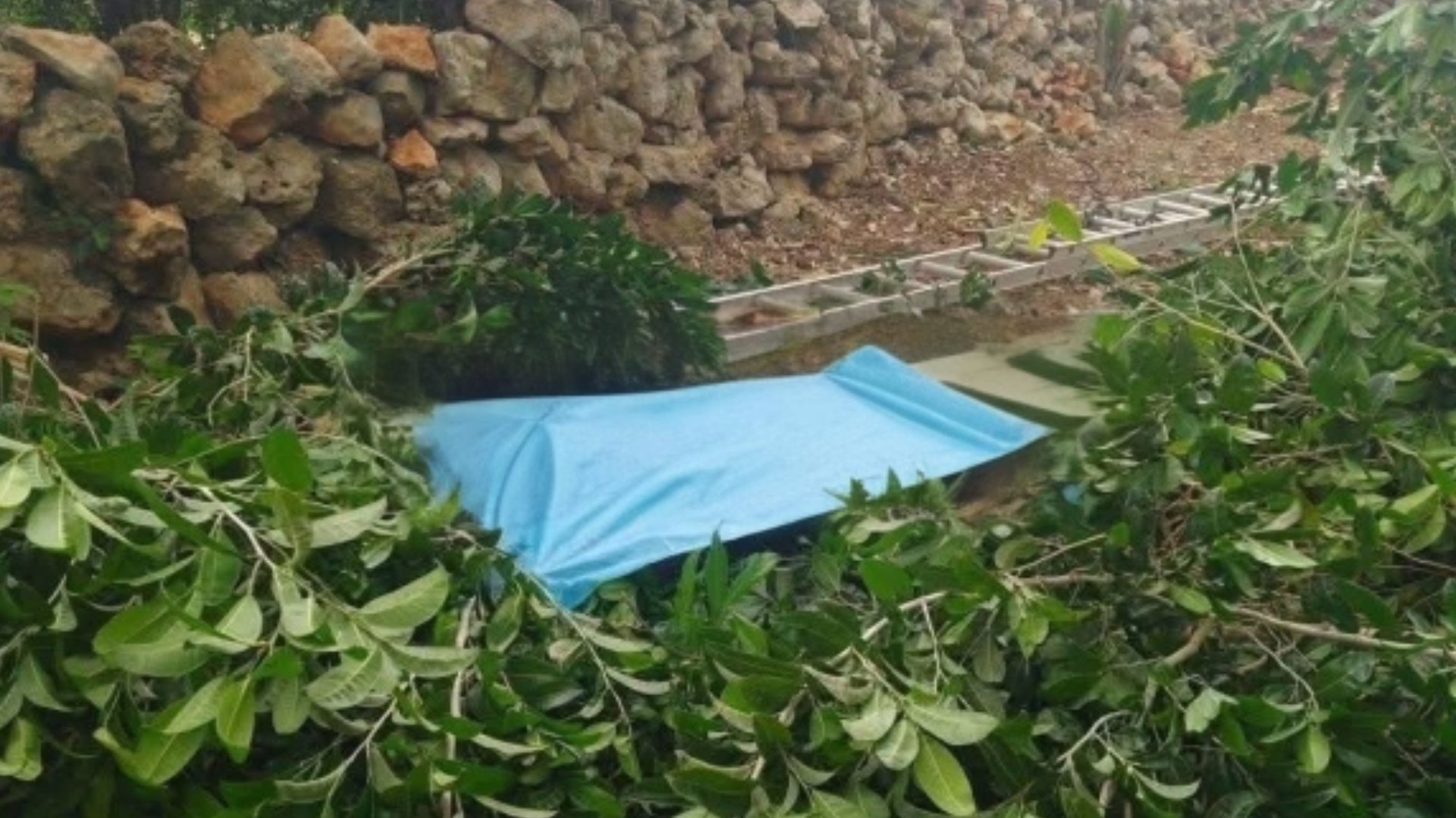Sexagenario muere electrocutado mientras cortaba un árbol de ramón en Peto