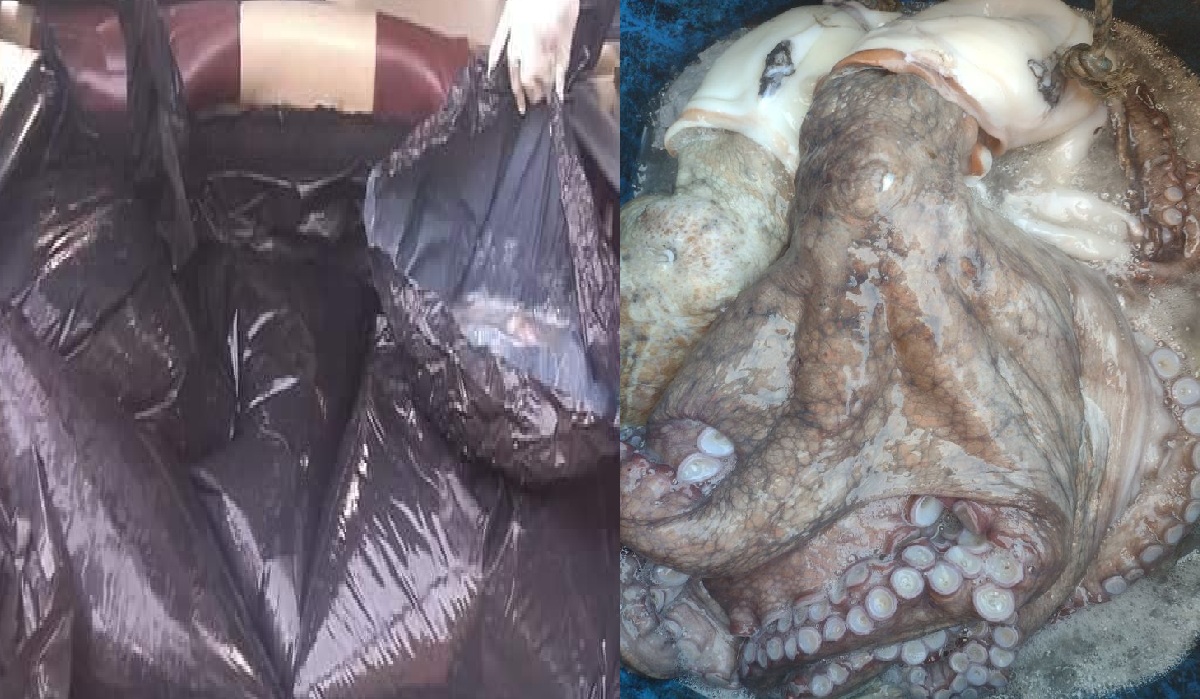 Detienen en el entronque de Chunchucmil a una pareja de Celestún con más de 250 kilos de pulpo, especie en veda
