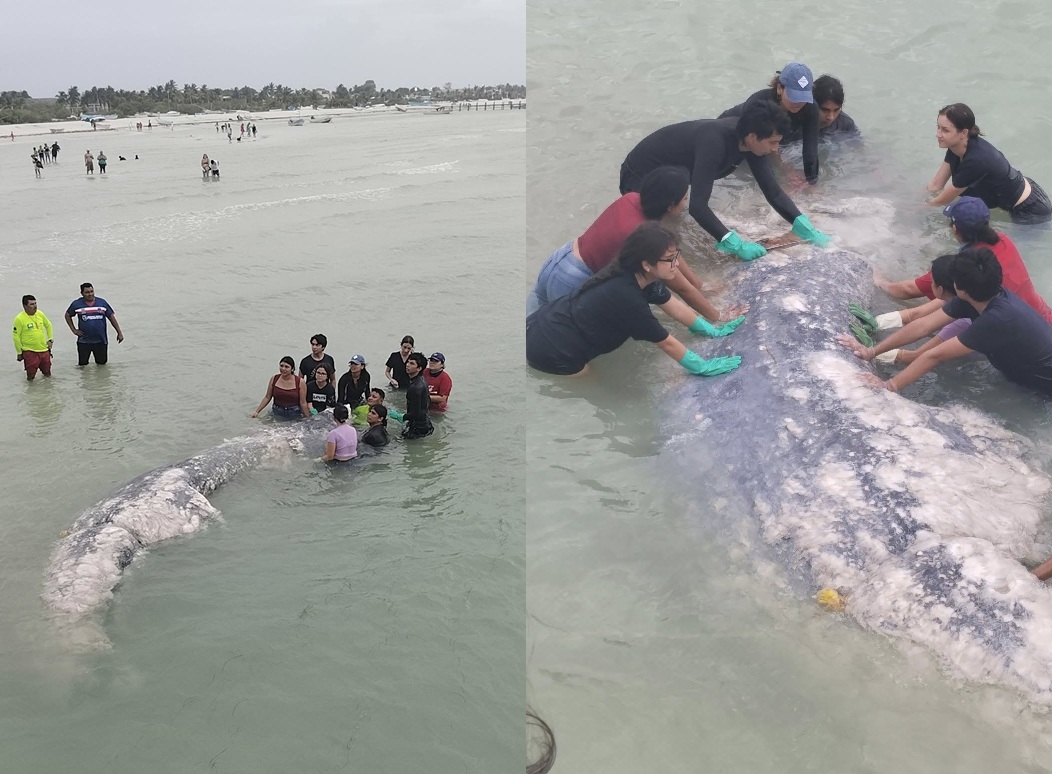 Un barco carguero o un crucero habría matado al tiburón peregrino que recaló en Progreso