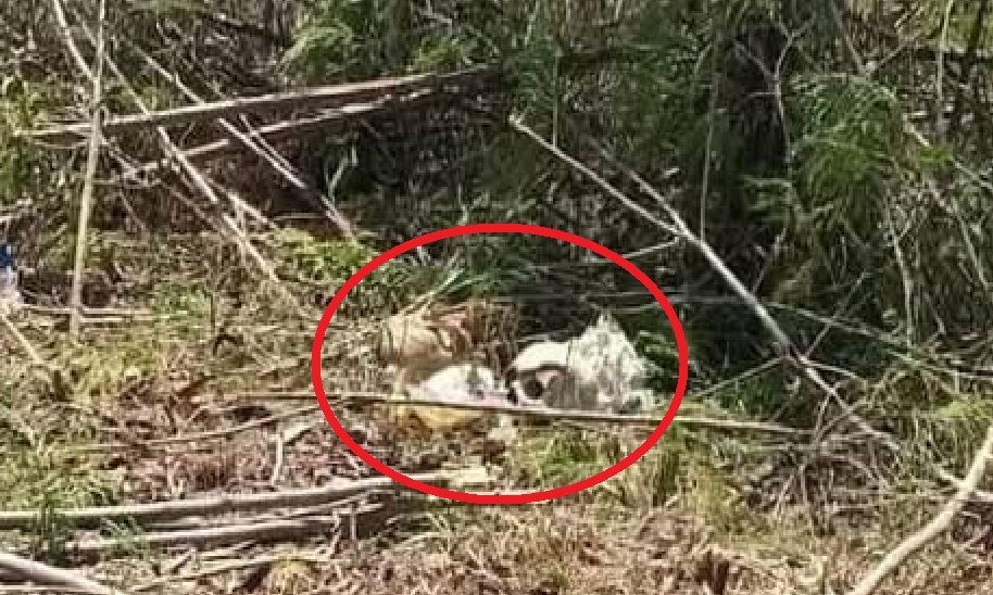 Encuentran cráneos humanos en bolsas, en la carretera Progreso-Telchac Puerto