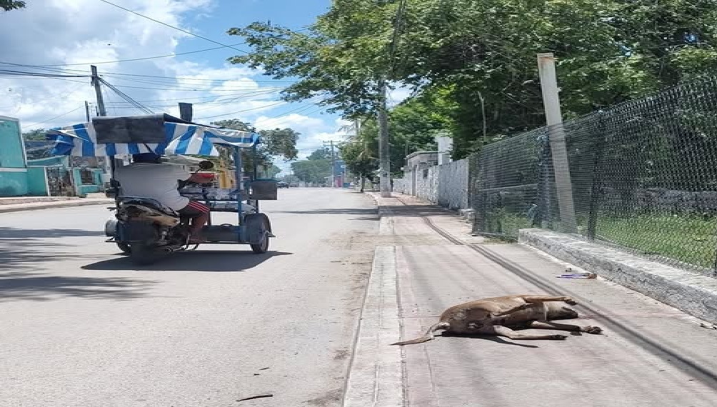 Comuna de Acanceh no retira un perro muerto y a punto de explotar: es un foco de infección dicen vecinos