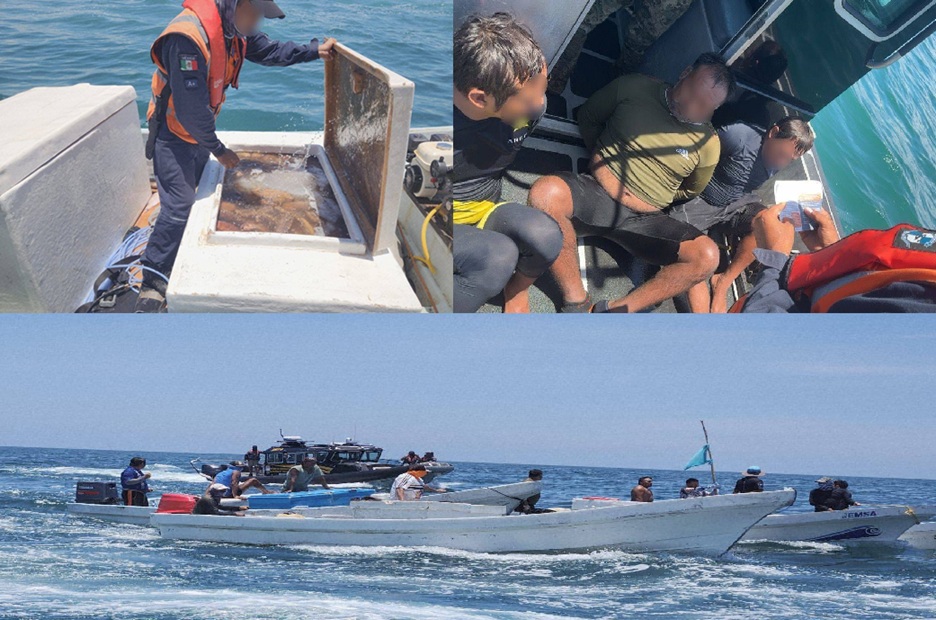 Detienen buzos campechanos con lanchas de Dzilam de Bravo: tenían 500 kilos de pulpo y 200 de pepino de mar
